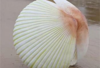 貝殼雕塑廠家，廣場(chǎng)海洋生物擺件，創(chuàng)意貝殼雕塑小品