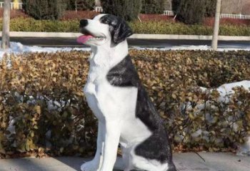 街道哈巴狗雕塑廠家，戶外玻璃鋼動物雕塑，公園擺件效果